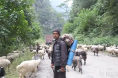 Farmers Walk 36 Days to Reach Myagdi Market With Sheep for Dashain
