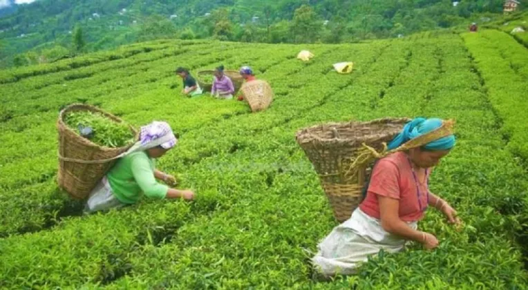 Jhapa Initiative Seeks to Establish Tea Testing Laboratory