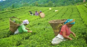 Jhapa Initiative Seeks to Establish Tea Testing Laboratory