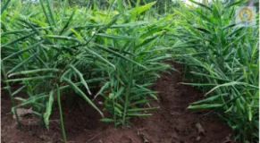 Kanchanpur Turmeric Farmer Khadak Budha Worried About Market Access