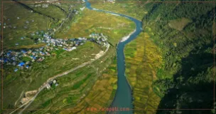 Golden Marshi Paddy Fields Signal Approaching Harvest in Jumla