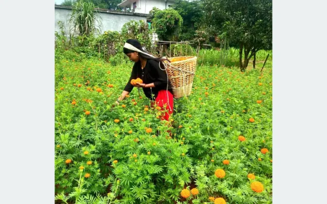 Marigold Farming Expands to 45 Ropani in Tanahun’s Aanbukhaireni