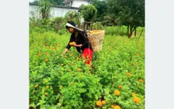 Marigold Farming Expands to 45 Ropani in Tanahun’s Aanbukhaireni