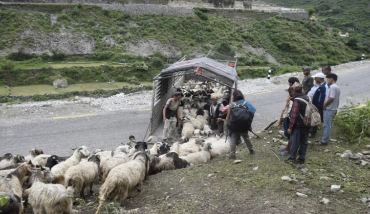 Bajhang Herder Leaves Home for City Trade During Dashain and Tihar