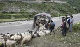 Bajhang Herder Leaves Home for City Trade During Dashain and Tihar