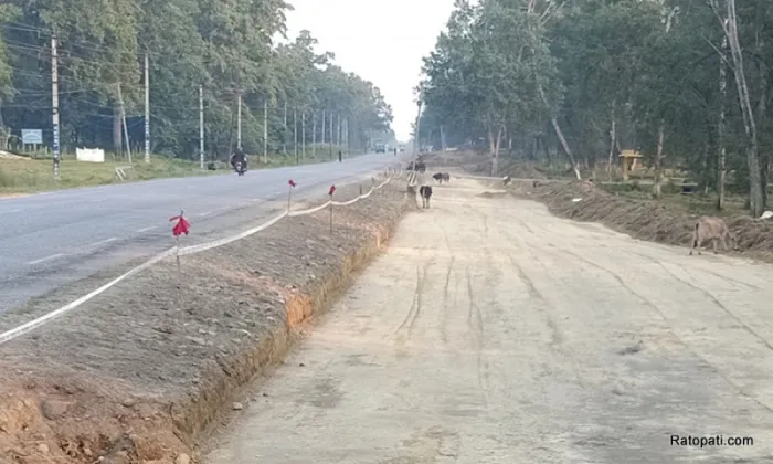 Two New Canopy Bridges Planned for Monkeys Along Narayanghat–Butwal Road