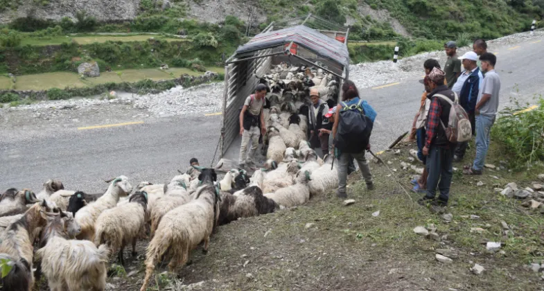 Bajhang Trader Spends 15 Years Away from Home During Dashain and Tihar
