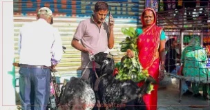 Crowds Flock to Sunsari’s Somabare Market to Buy Goats for Dashain