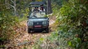 Jeep Safari Resumes in Chitwan National Park After Monsoon Road Repairs