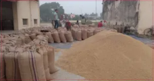 Government to Buy 15,000 Tonnes of Paddy at Minimum Support Price