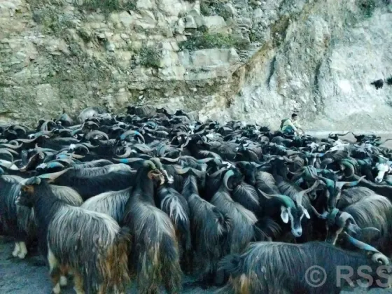 Yaks, Goats and Sheep Arrive in Pokhara Ahead of Dashain