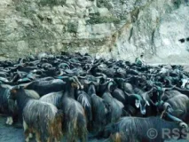 Yaks, Goats and Sheep Arrive in Pokhara Ahead of Dashain
