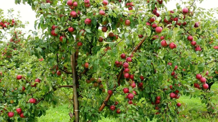 Only 30% of Mustang Apples Exported Outside District So Far