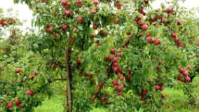 Only 30% of Mustang Apples Exported Outside District So Far