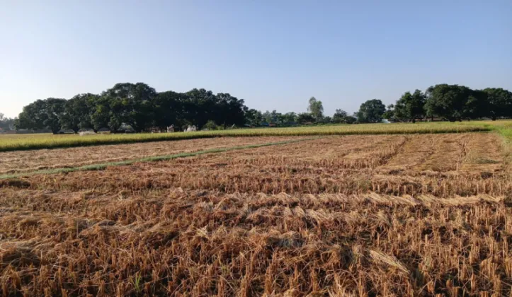 Banke Farmers Harvest Paddy as Dashain Festivities Continue