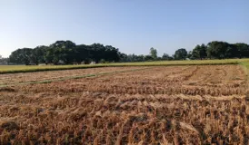 Banke Farmers Harvest Paddy as Dashain Festivities Continue