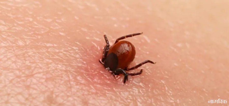 Scrub Typhus Cases in Chitwan Reach 234 in Current Fiscal Year