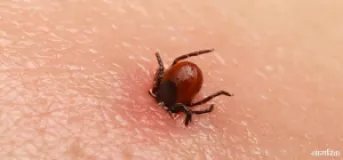 Scrub Typhus Cases in Chitwan Reach 234 in Current Fiscal Year