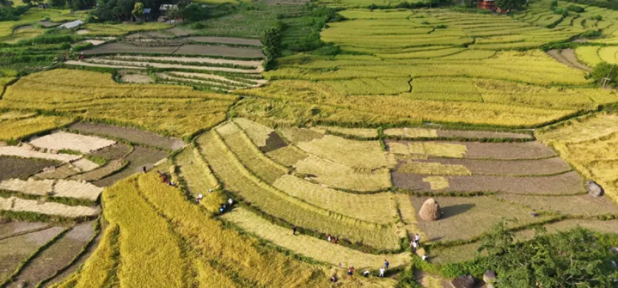 Dashain Coincides with Paddy Harvest, Keeping Dadeldhura Farmers in the Fields