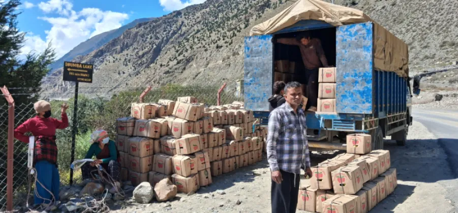 Only 30 Percent of Mustang Apples Exported So Far