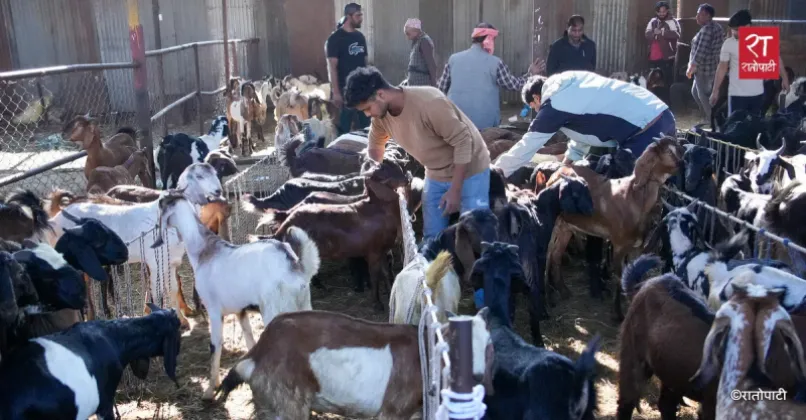 Kalanki Goat Market Quiet Ahead of Dashain as Buyers Stay Away
