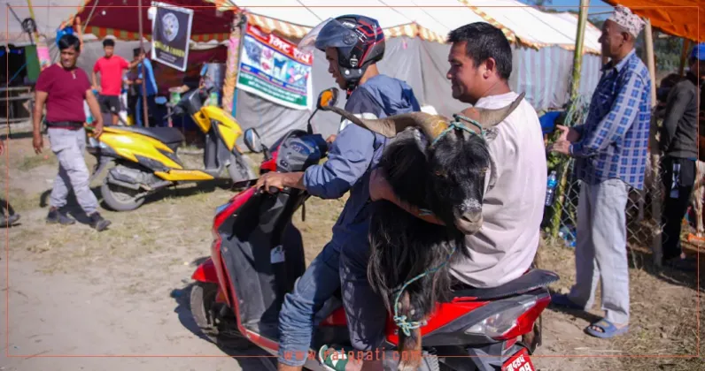 Mustang Goats Go on Sale in Sallaghari Ahead of Dashain