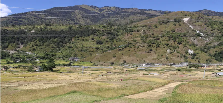 Dashain Rush Builds in Bajura Markets as Farmers Harvest Paddy