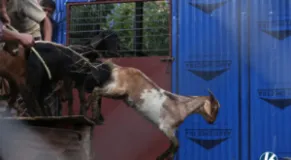 More Than 700 Chyangra Arrive at Kalanki Ahead of Dashain