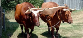 Aanbukhaireni Municipality Grants Rs 7,000 Each to 46 Ox-Rearing Farmers
