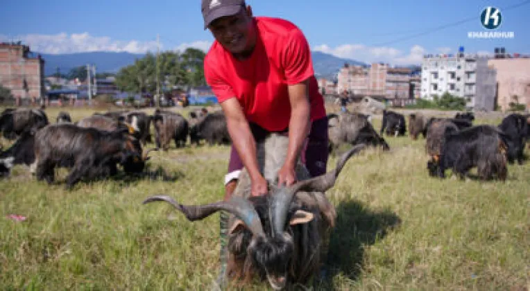 Changra Goat Prices Reach Rs 50,000 in Baglung Ahead of Dashain
