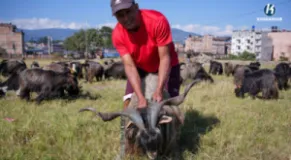 Changra Goat Prices Reach Rs 50,000 in Baglung Ahead of Dashain
