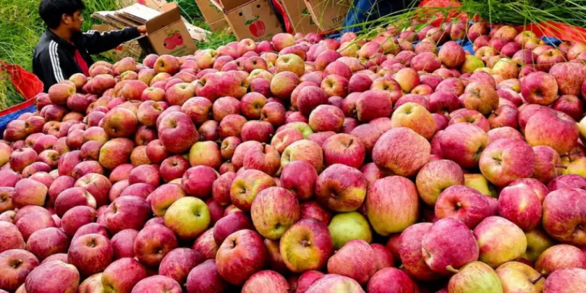 Jumla Exports 7,330 Metric Tonnes of Apples as Market Brightens After Indian Import Halt
