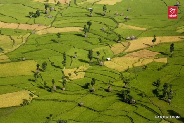 Paddy fields along Tamakoshi River turn golden in Ramechhap