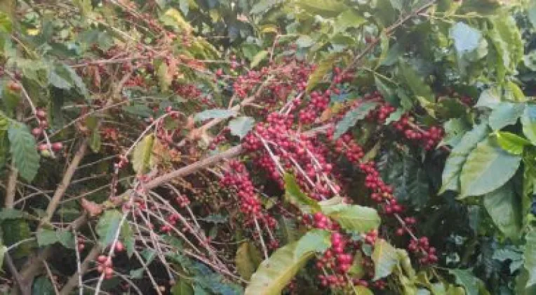 Commercial Coffee Farming Expands in Kavre, Raising Rural Economic Prospects