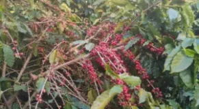 Commercial Coffee Farming Expands in Kavre, Raising Rural Economic Prospects