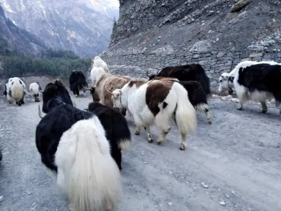 Himalayan Yak Farmers' Network to Link Nepal, Bhutan and India