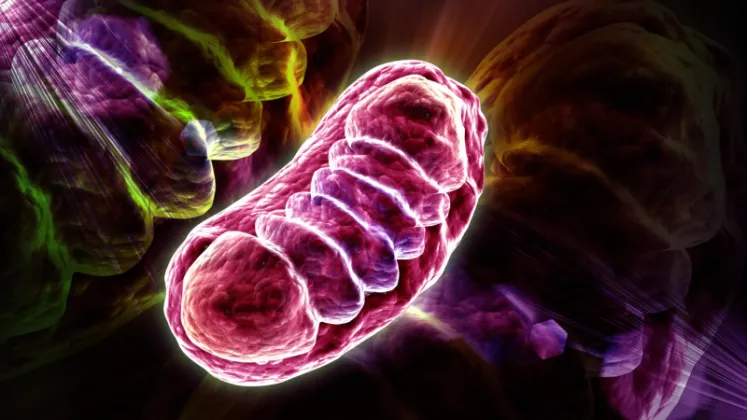 Study Finds Leucine Also Boosts Cellular Energy Production