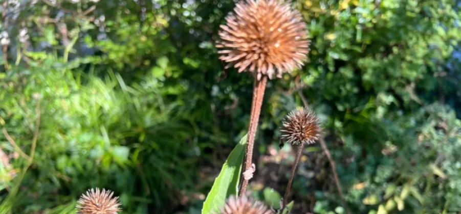 Autumn garden cleanup: which plants to keep and which to remove