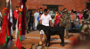 Nepali Army Soldiers Sacrifice Goats and Buffaloes at Hanuman Dhoka on Maha Navami
