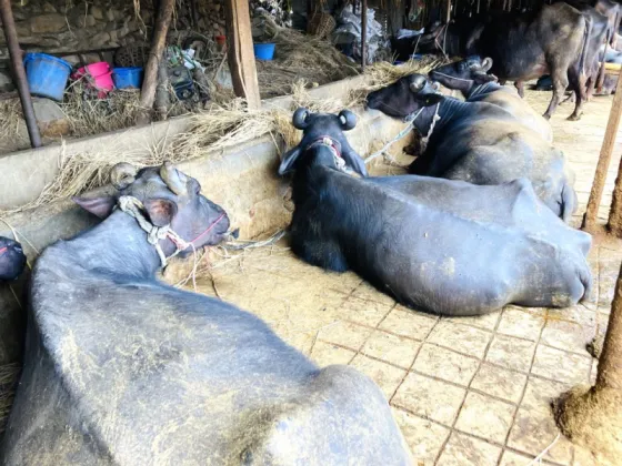 Engineer Kumar Lamichhane Earns Rs 1.5 Million Monthly from Cattle and Buffalo Farming
