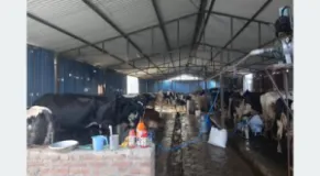 Engineer Kumar Lamichhane earns Rs 1.5 million monthly from cattle farming