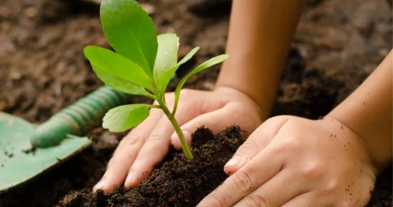 5,000 Saplings Planted Along Machheli River to Stop Erosion in Kanchanpur