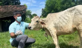 Lumpy Skin Disease Vaccination Drive Launched in Four Banke Local Units