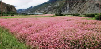 Mustang Farmers Busy Harvesting Native Buckwheat Crop