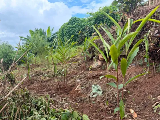 Commercial cardamom farming trial succeeds in Myagdi's Musung village