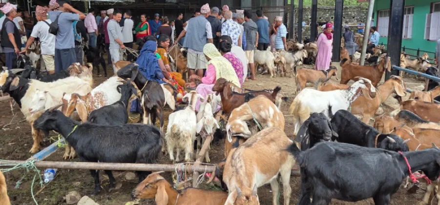 Dashain Goat Trade in Dharan Exceeds Rs 260 Million