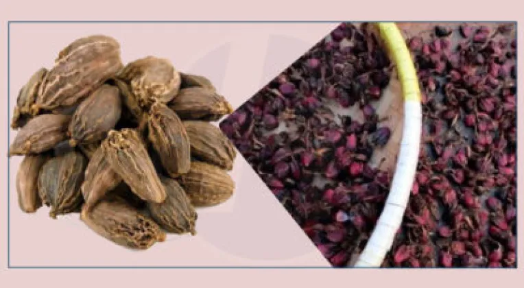 Cardamom Trial Succeeds in Musung, Beni, as Farmers Expand Cultivation