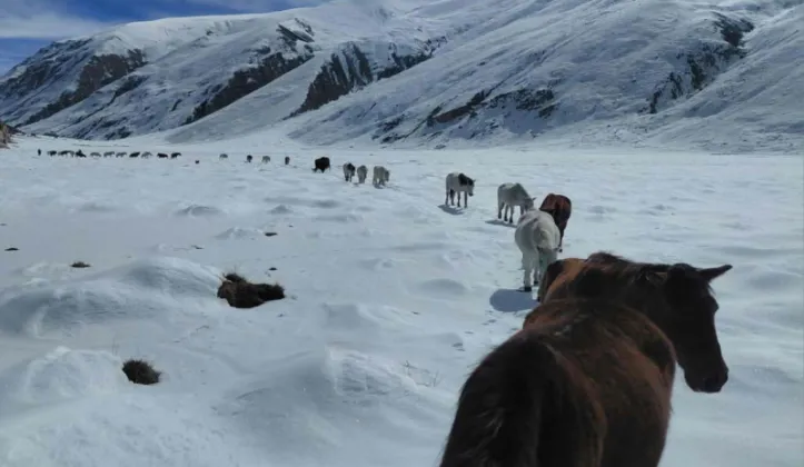 Over 300 Livestock, Including Chauri Cows, Rescued in Humla After Month-Long Ordeal in Heavy Snowfall