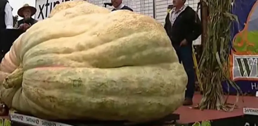 1,431 kg Pumpkin Grown in Rhode Island Likely to Set World Record, Confirmation Pending