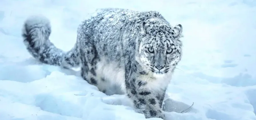 International Snow Leopard Day Marked with Focus on Habitat Conservation
